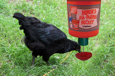 Java Chicken Using Automatic Chicken feeder